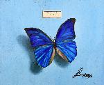 Morpho Anaxibia - RAFAEL DíAZ MADERUELO