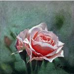 Rosa transformada - RAFAEL DíAZ MADERUELO
