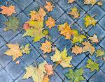 Otoño - VíCTOR CALVO