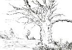 La casa del árbol - CAROLINA ROMERO