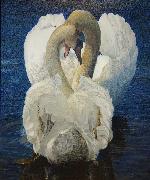 Cisnes - ÁNGEL COLLADO